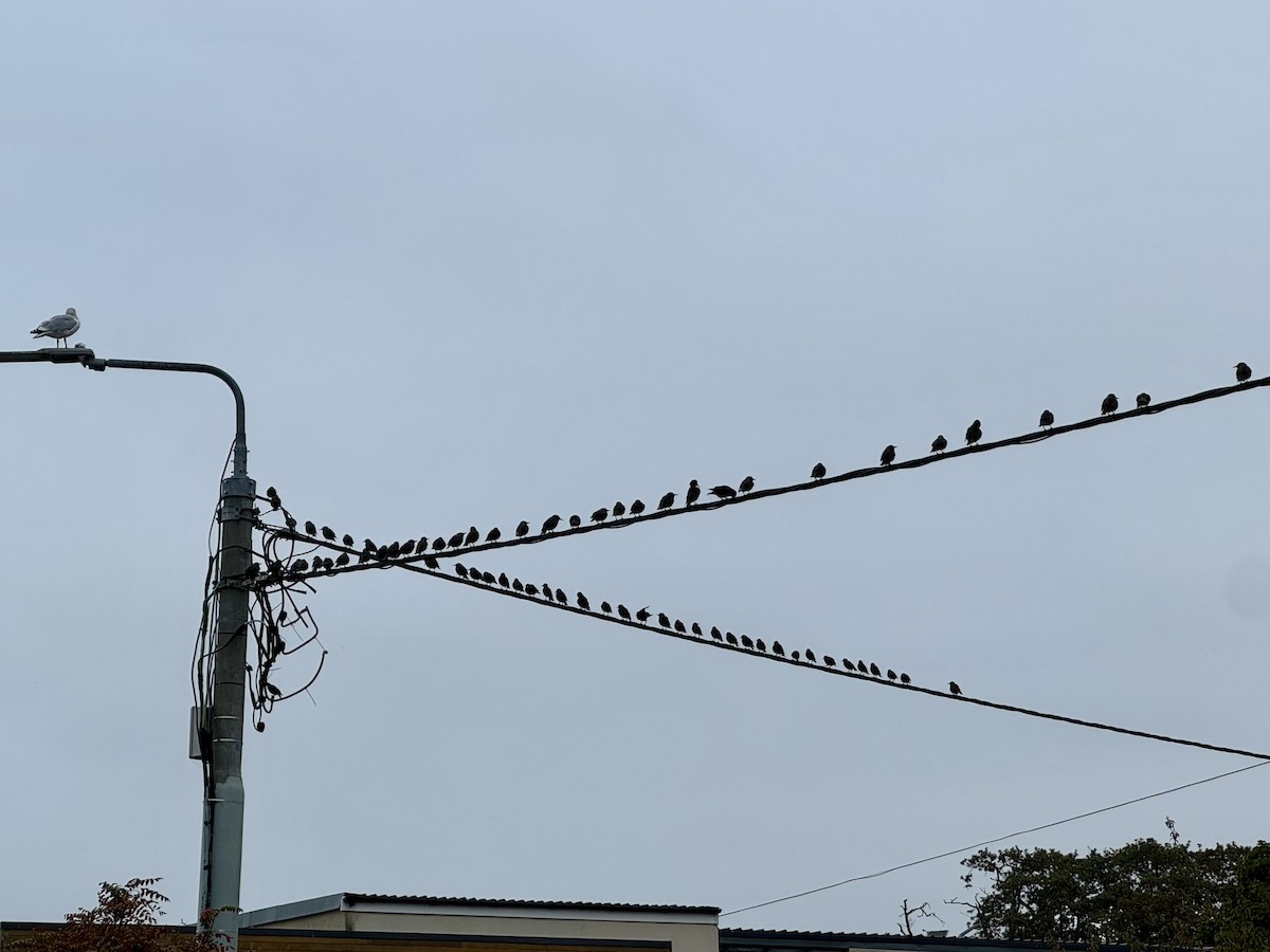 זרזיר מצוי - ML646455129