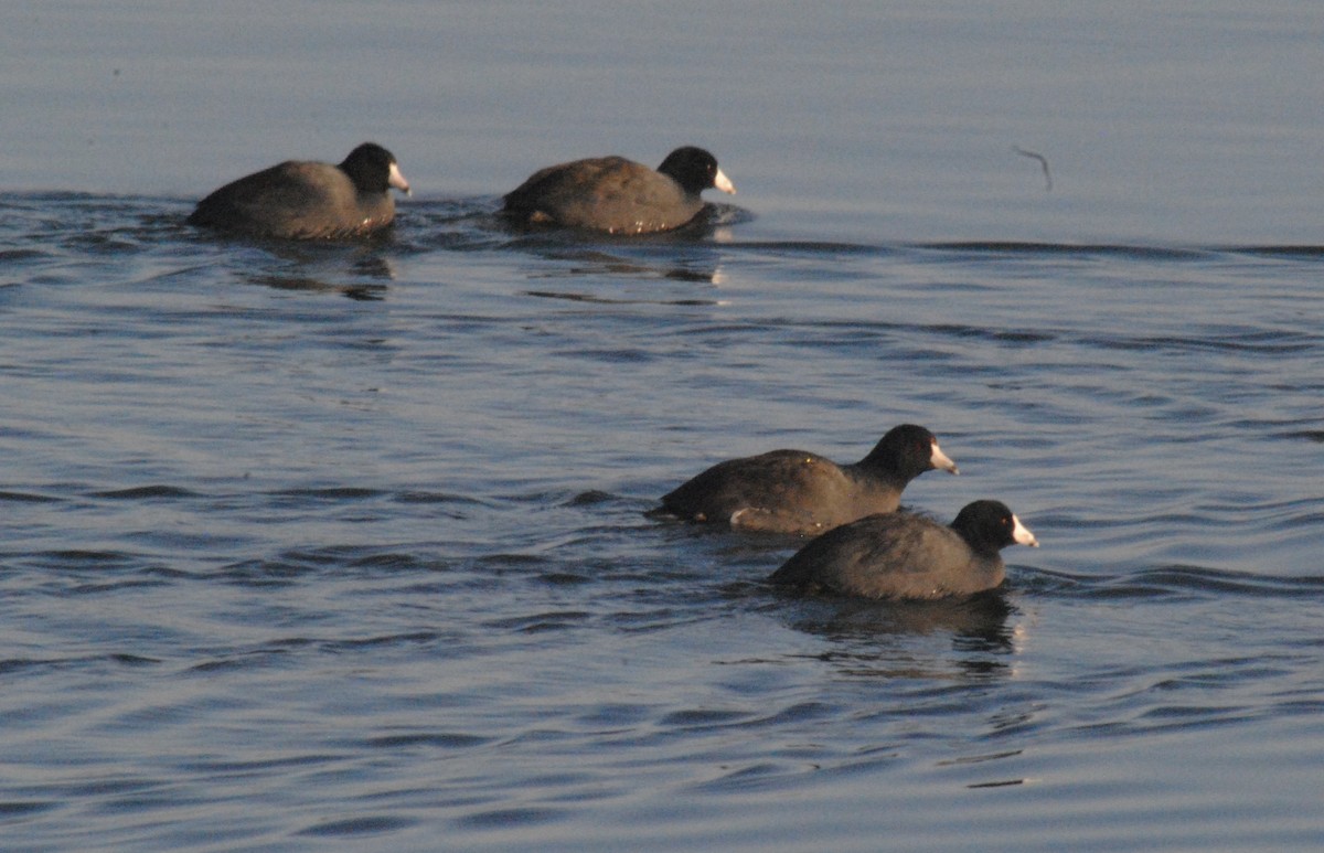 אגמית אמריקנית - ML646455135