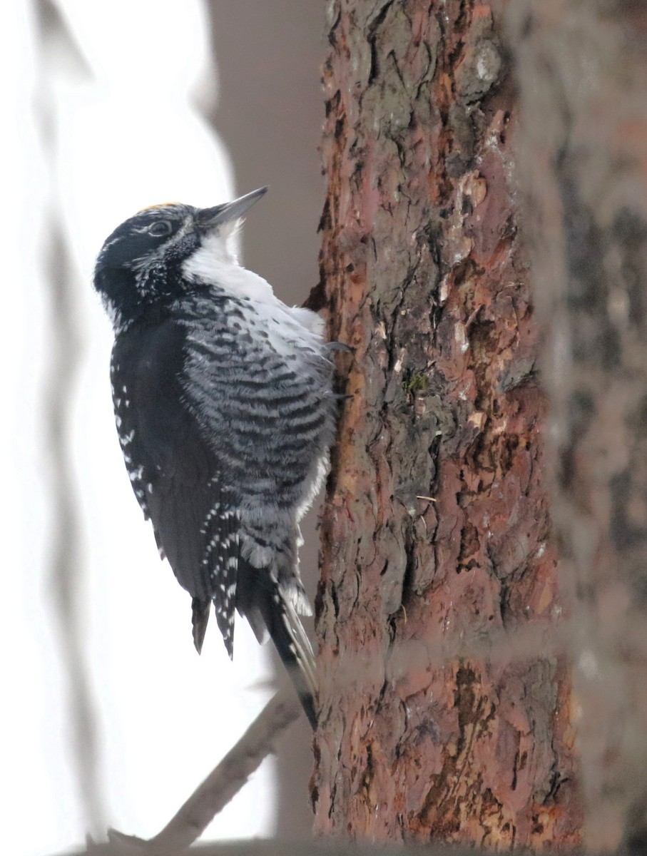 American Three-toed Woodpecker - ML646455136