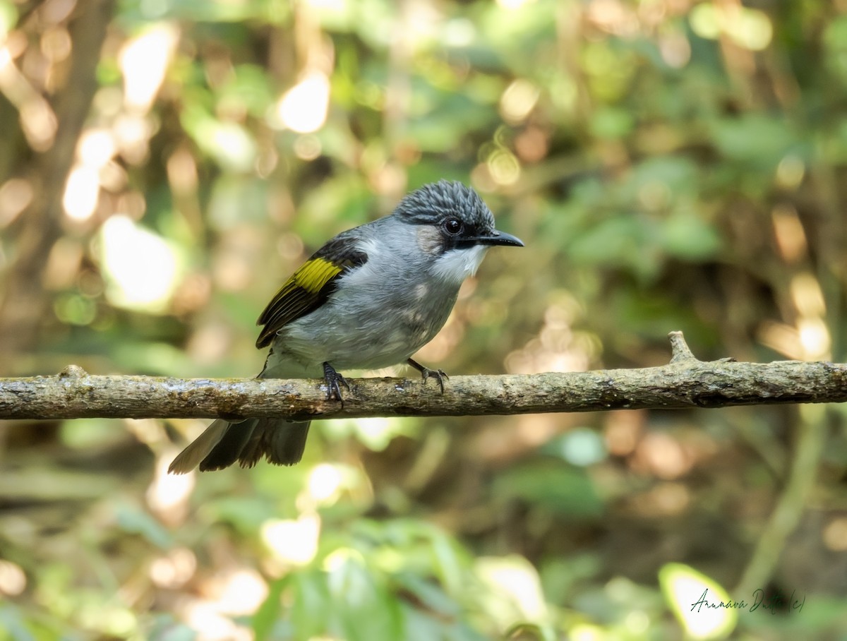 Ashy Woodswallow - ML646455137