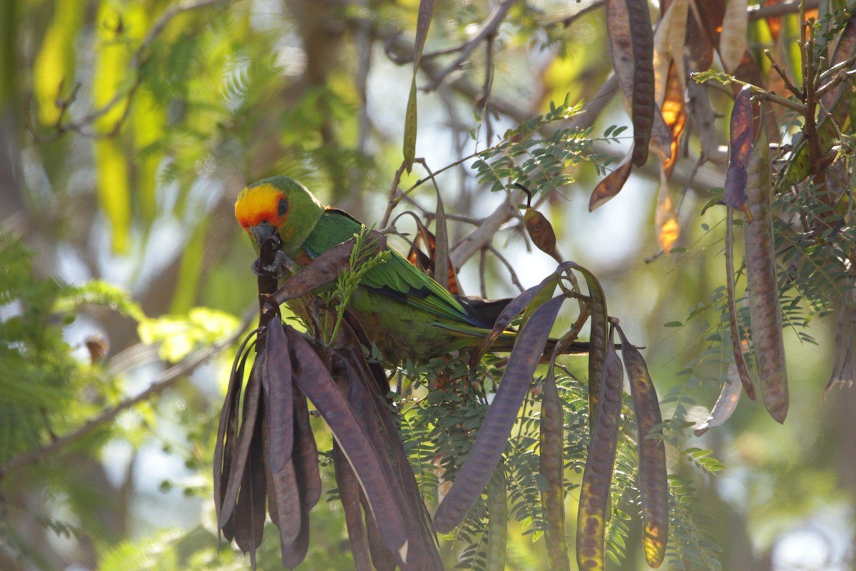 Golden-capped Parakeet - ML646455138