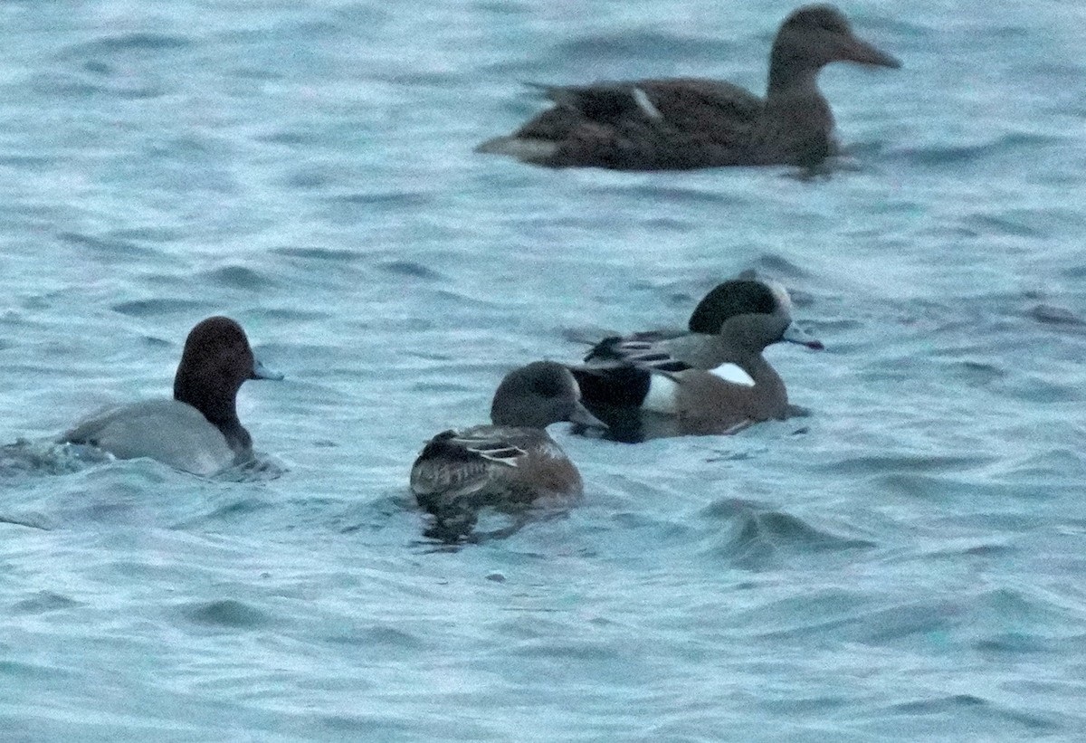 ברווז אמריקני - ML646455139