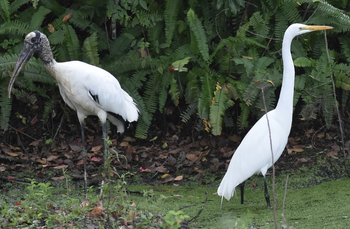 שקנאי חום - ML646455140