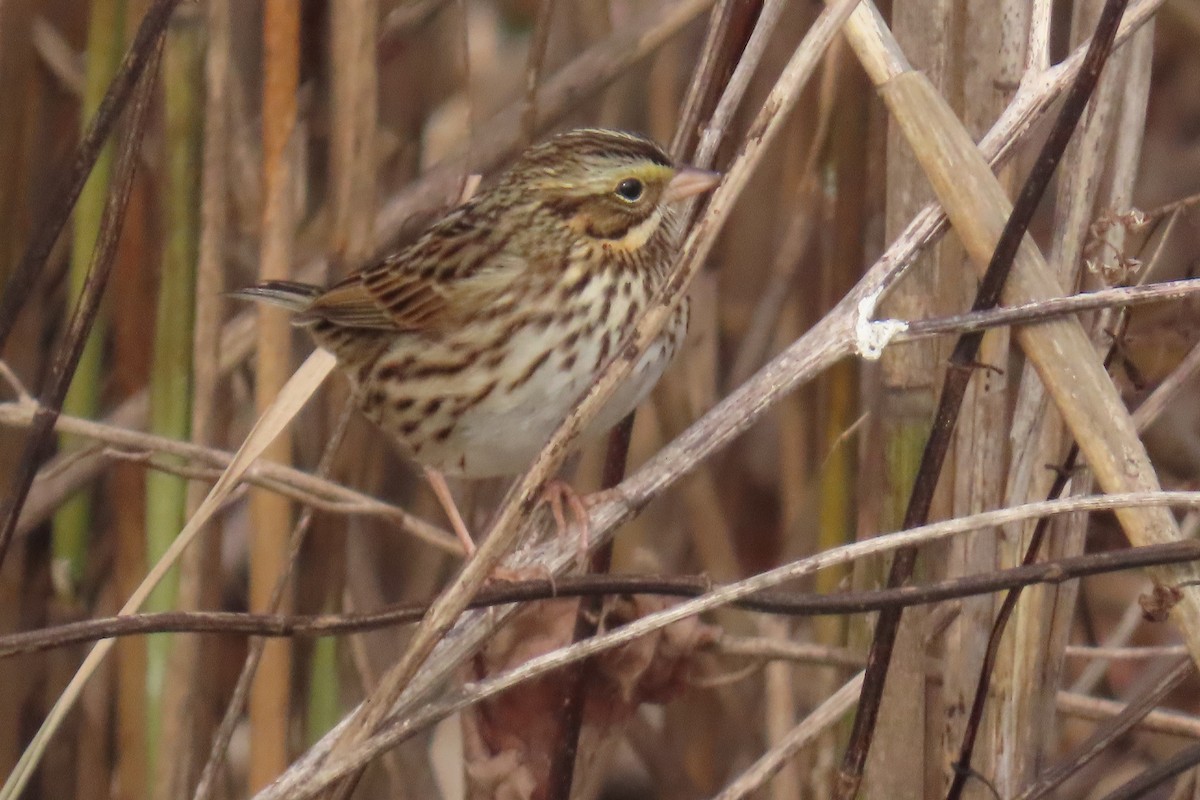 גיבתונית ערבות - ML646455141
