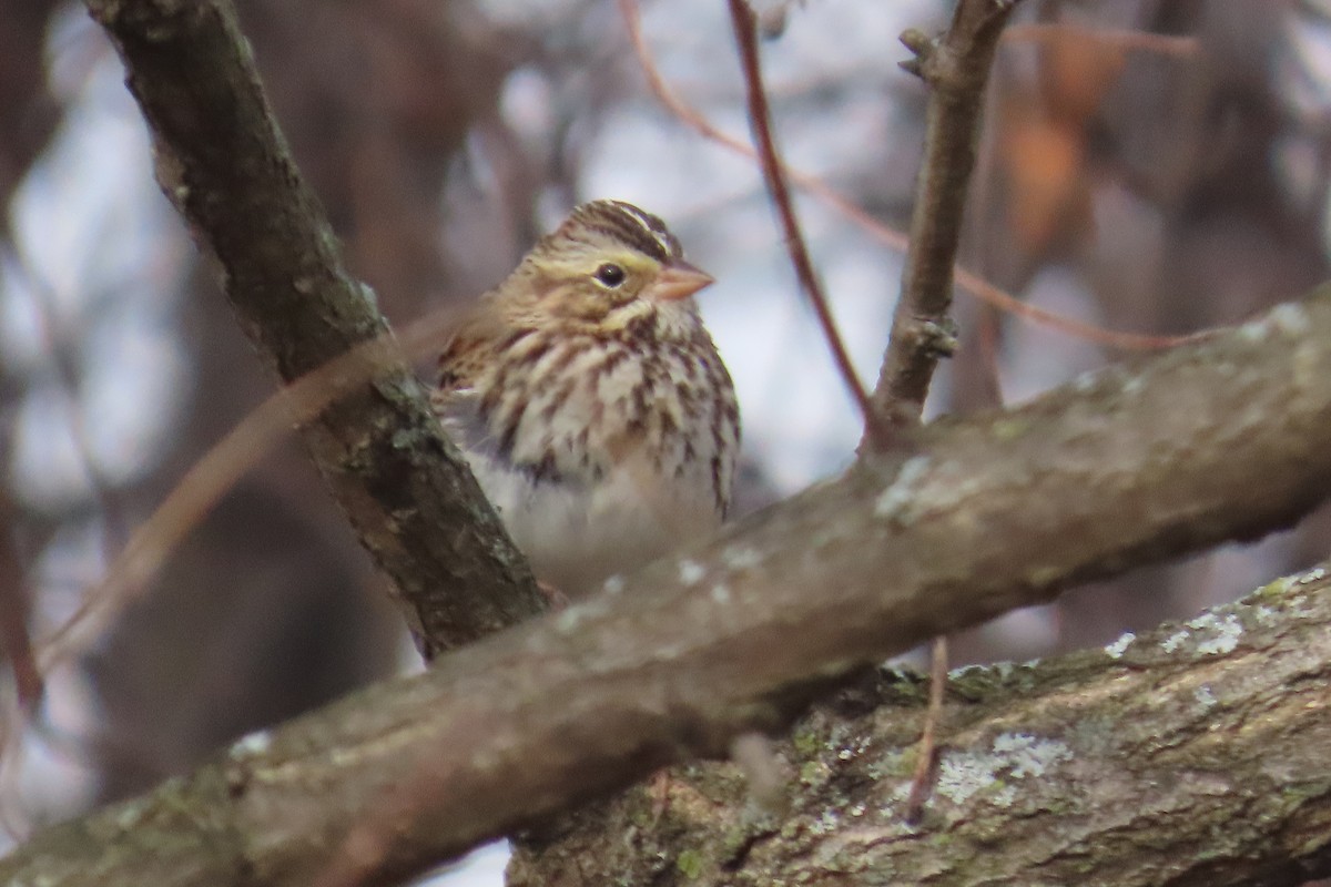 גיבתונית ערבות - ML646455142