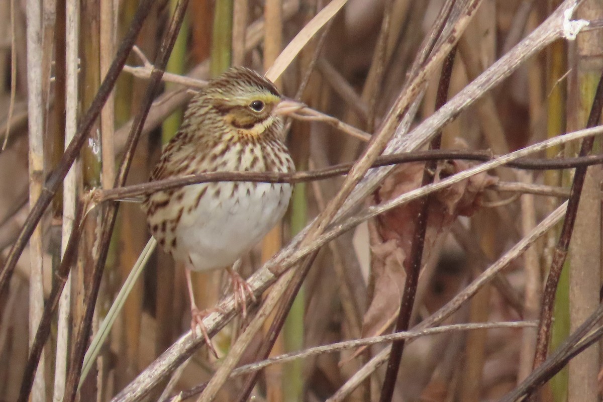גיבתונית ערבות - ML646455143