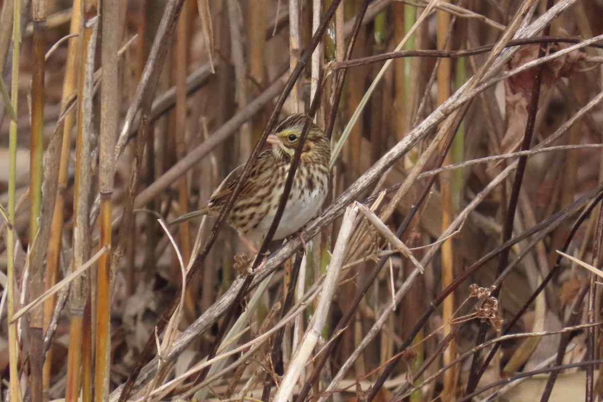 גיבתונית ערבות - ML646455144