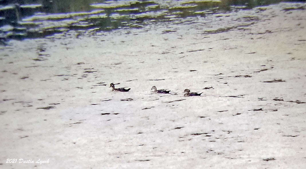 מנדרין אמריקני - ML646455145