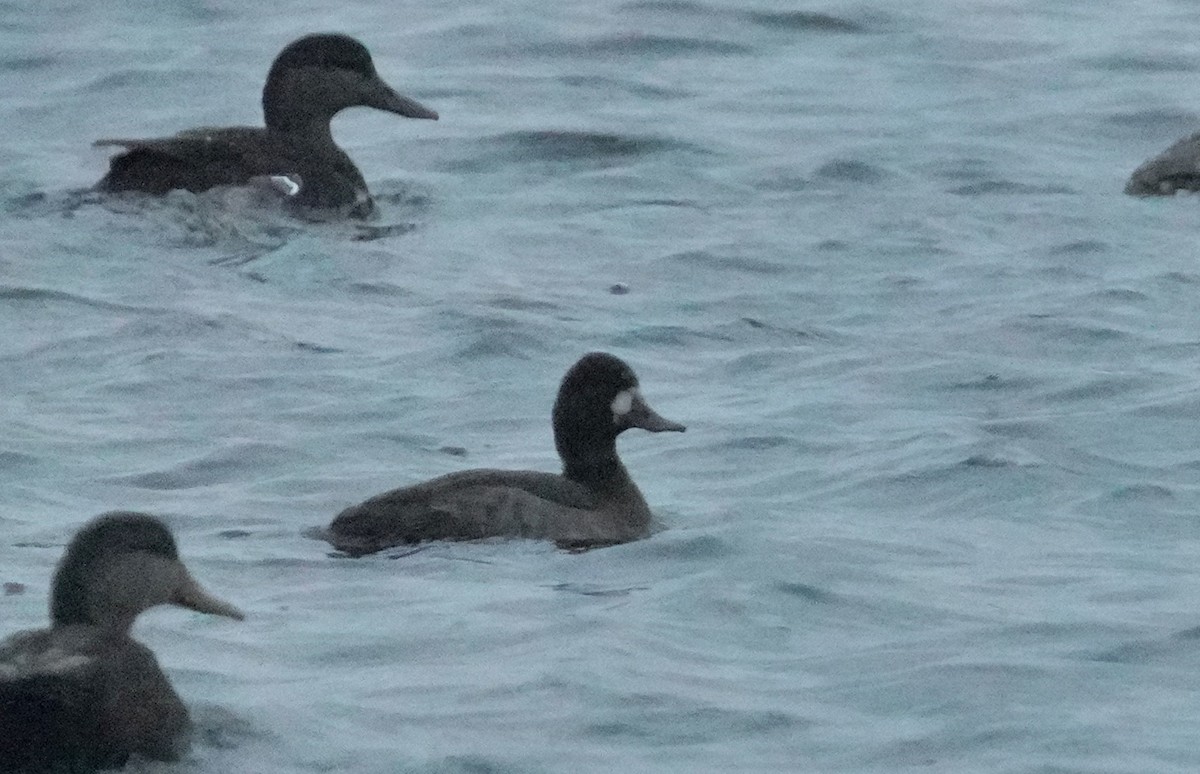 צולל בינוני - ML646455146