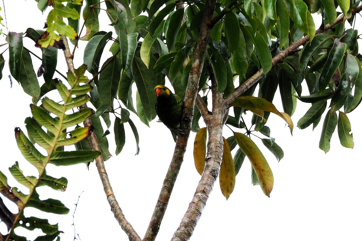 Yellow-cheeked Lorikeet - ML646455148