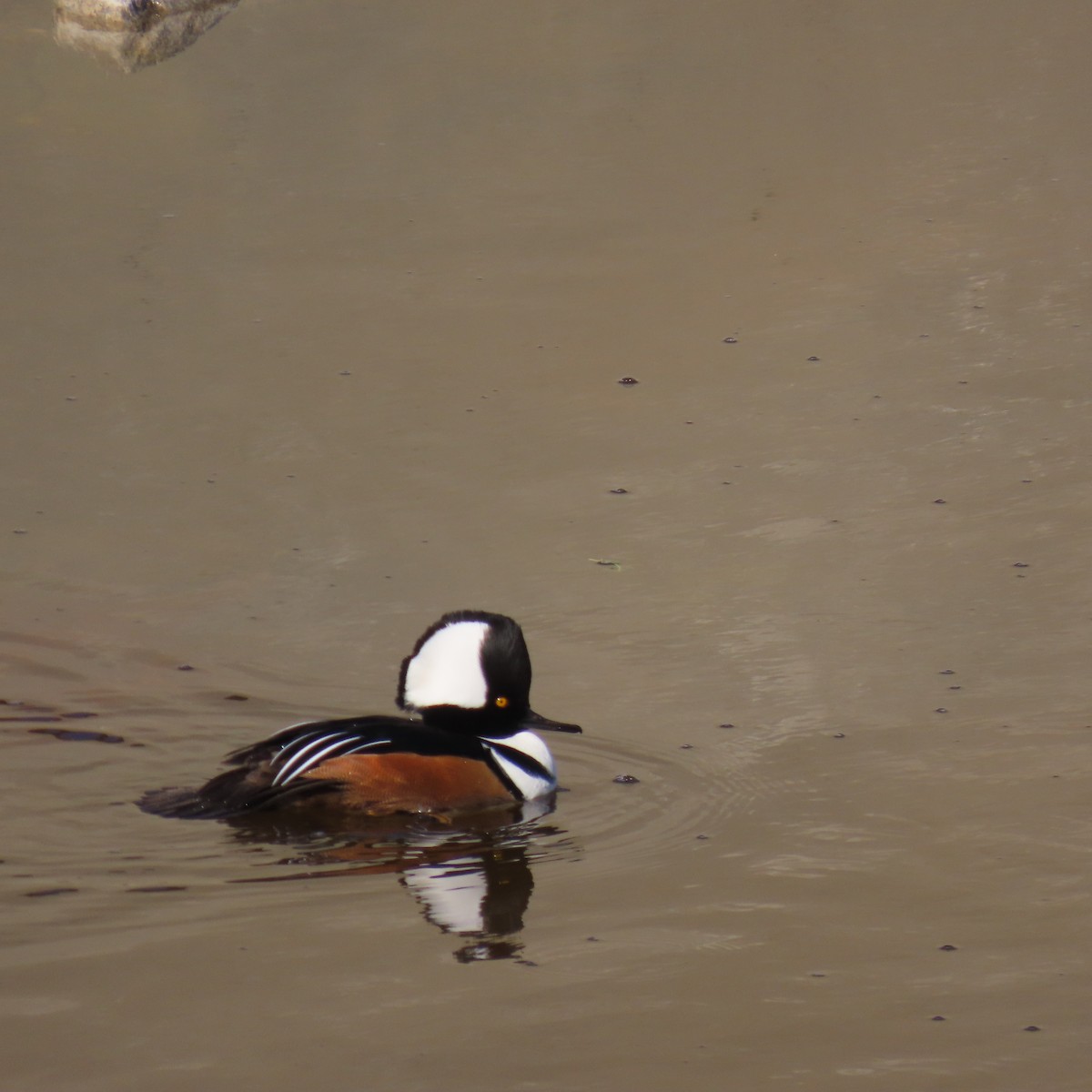 מרגון מקושט - ML646455149