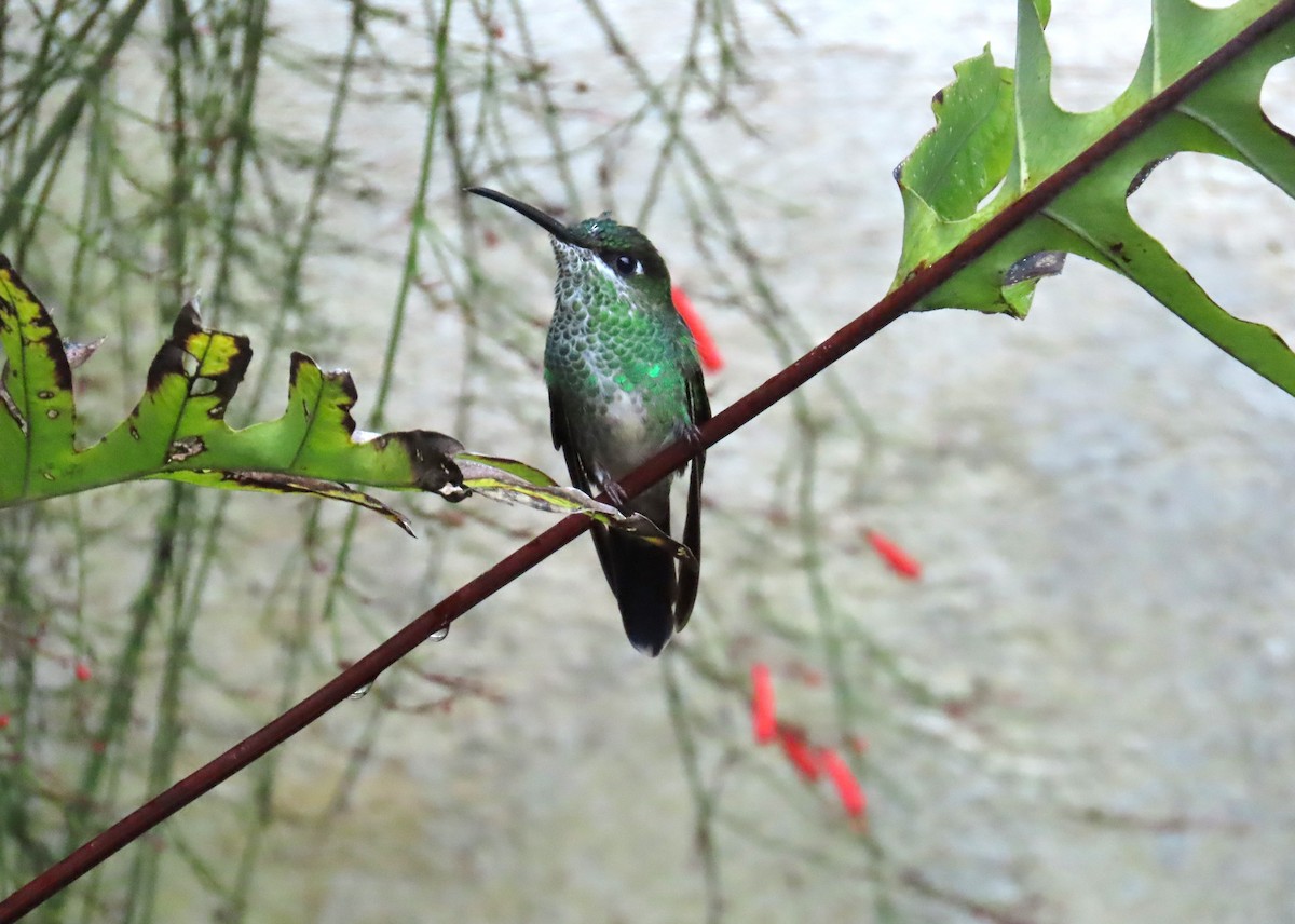 Violet-fronted Brilliant - ML646455150