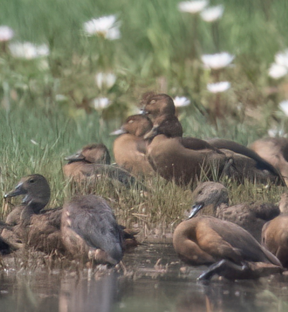 אווזון קטן - ML646455151