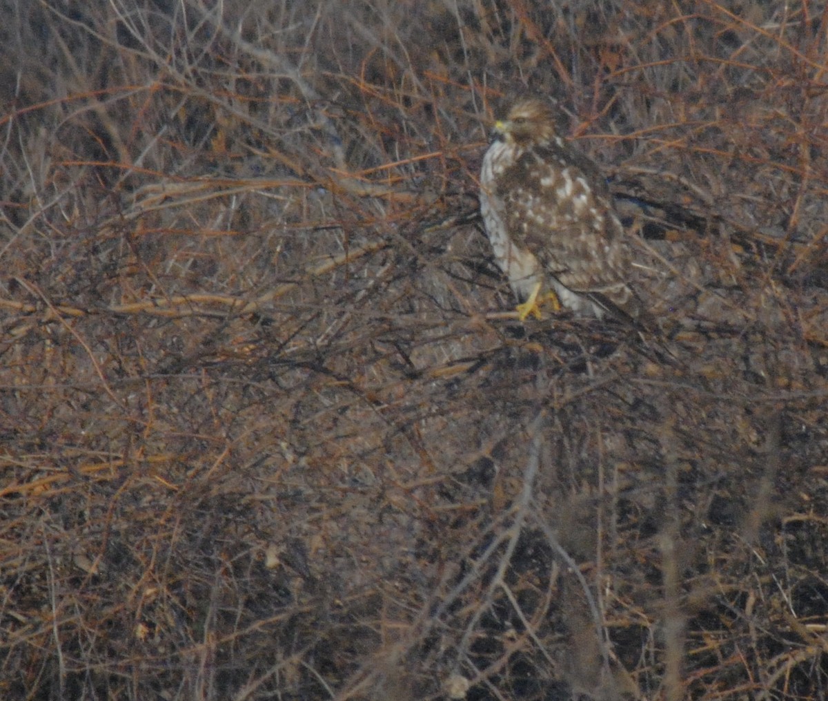 Red-shouldered Hawk - ML646455154