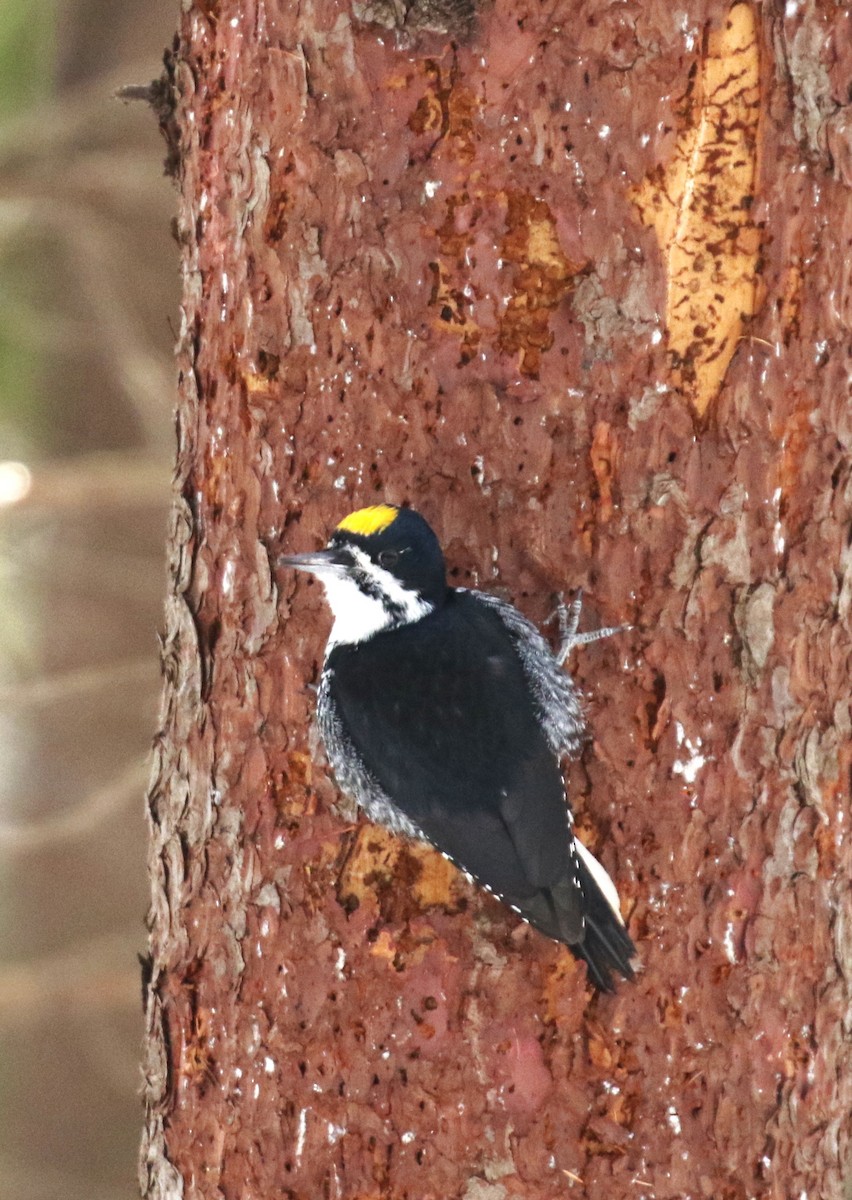 Black-backed Woodpecker - ML646455155