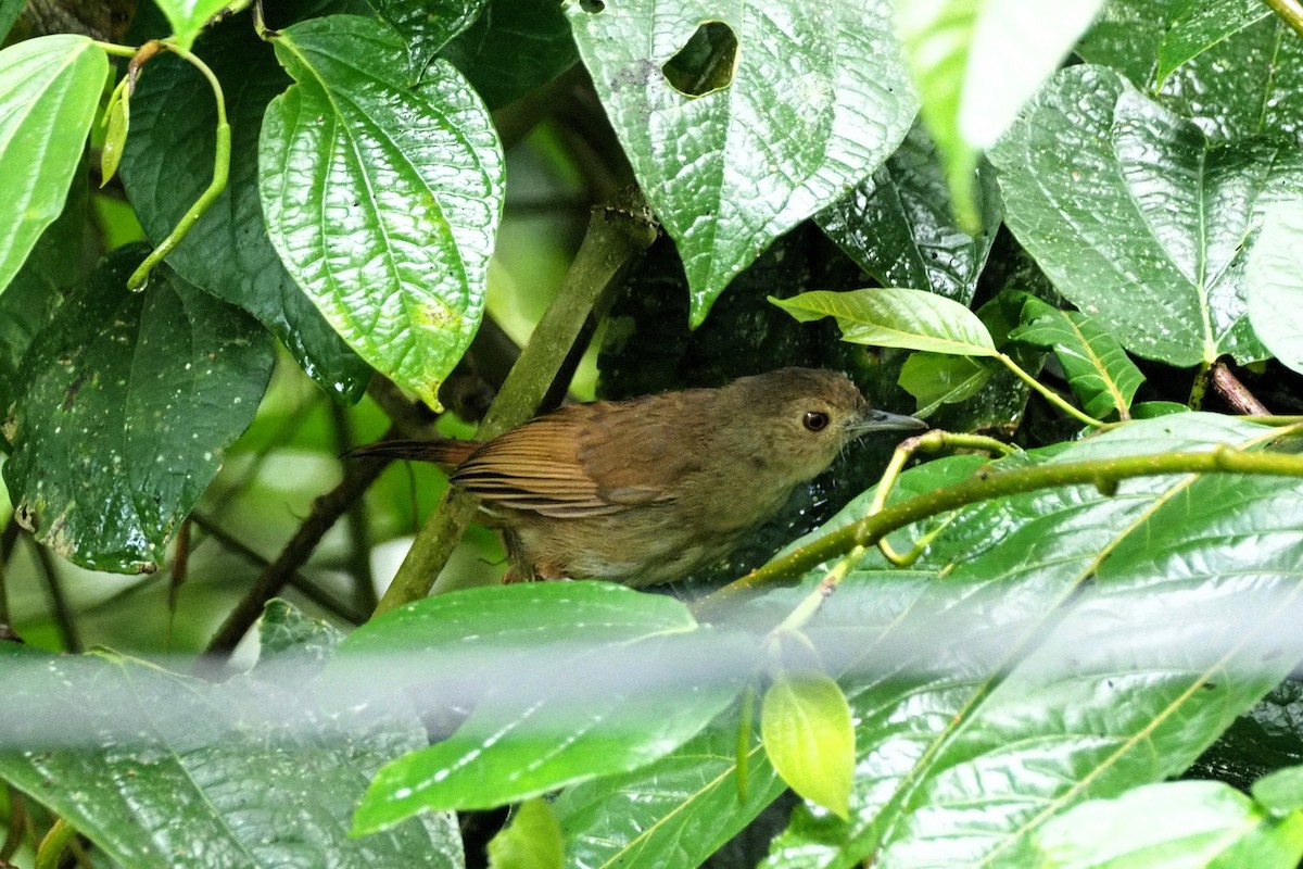 Sulawesi Babbler - ML646455159