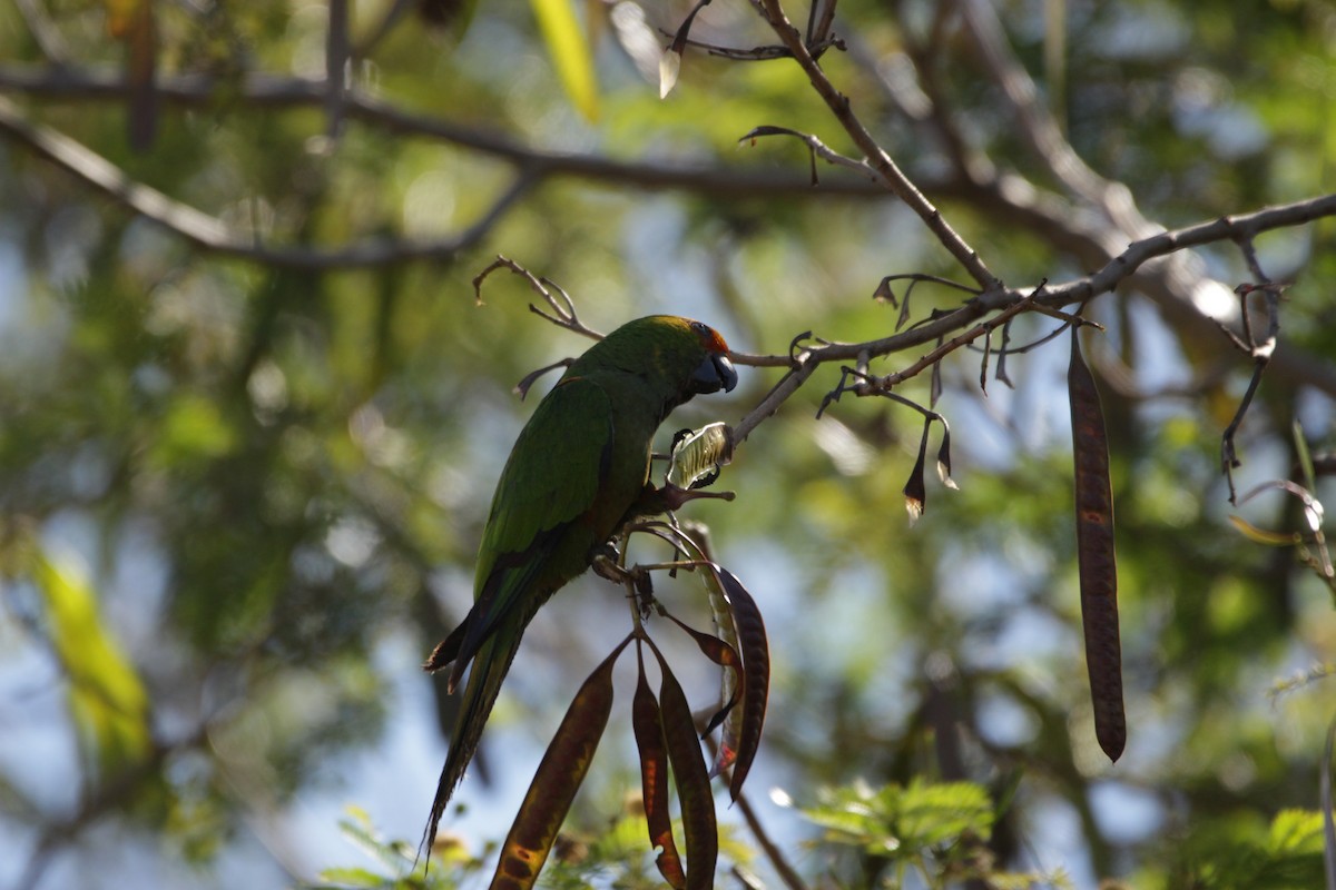 Golden-capped Parakeet - ML646455160