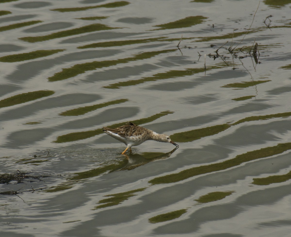 Borrokalaria - ML646455161