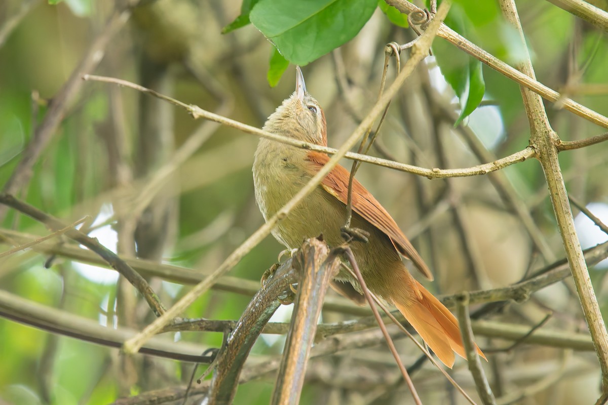 Rusty-backed Spinetail - ML646455164