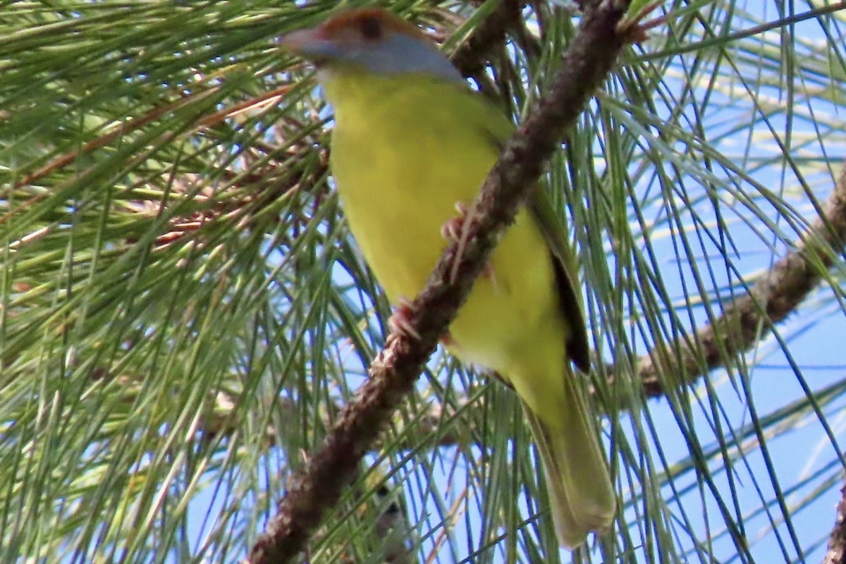 Віреон рудобровий - ML646455165