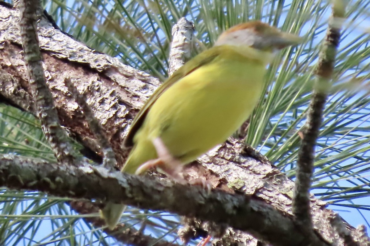 Віреон рудобровий - ML646455166