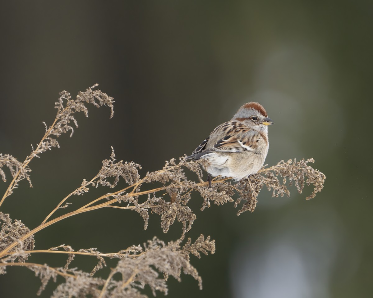 Пасовник північний - ML646455170
