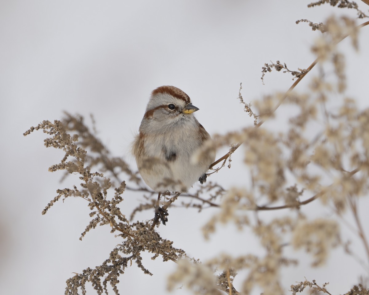Пасовник північний - ML646455171