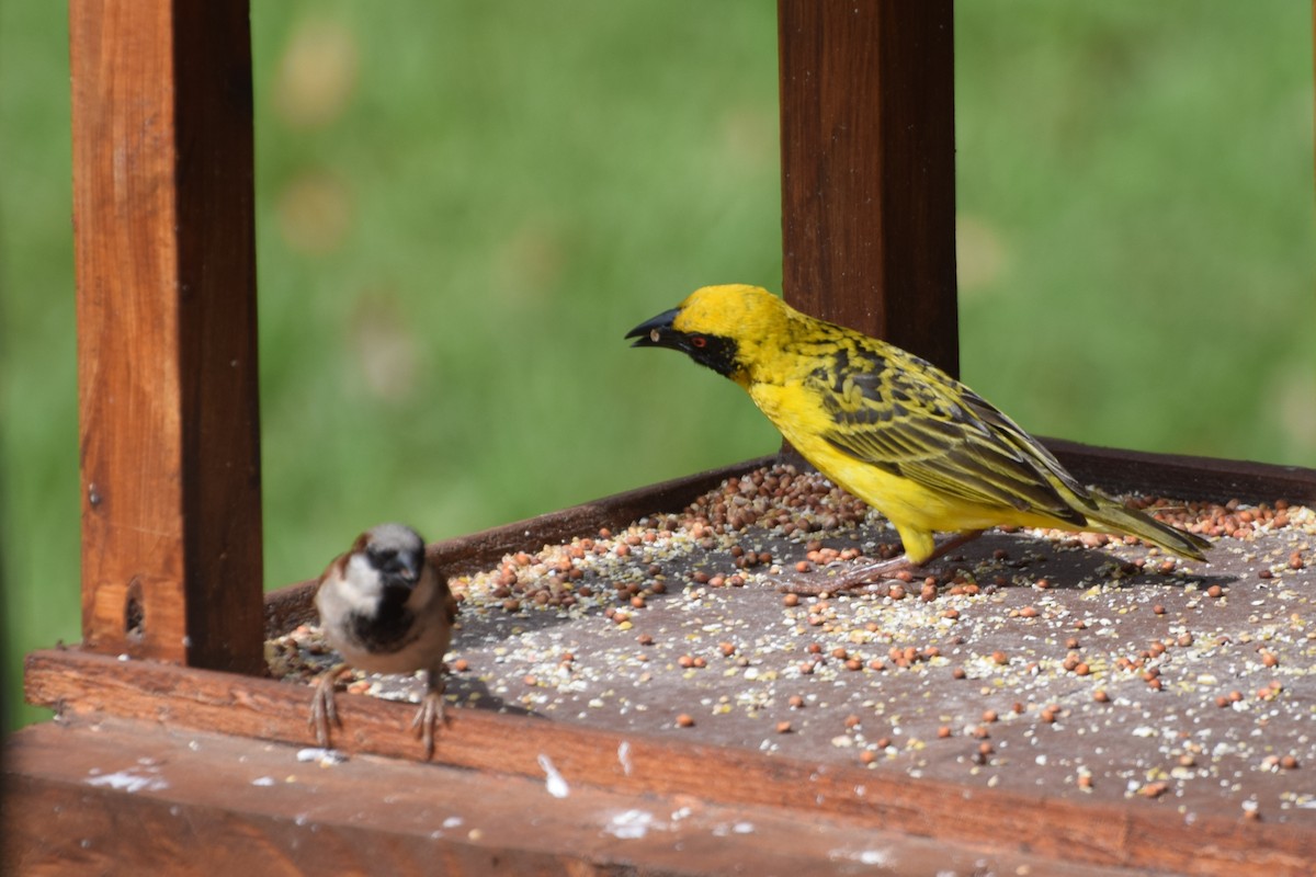 snovač zahradní (ssp. spilonotus) - ML646455172