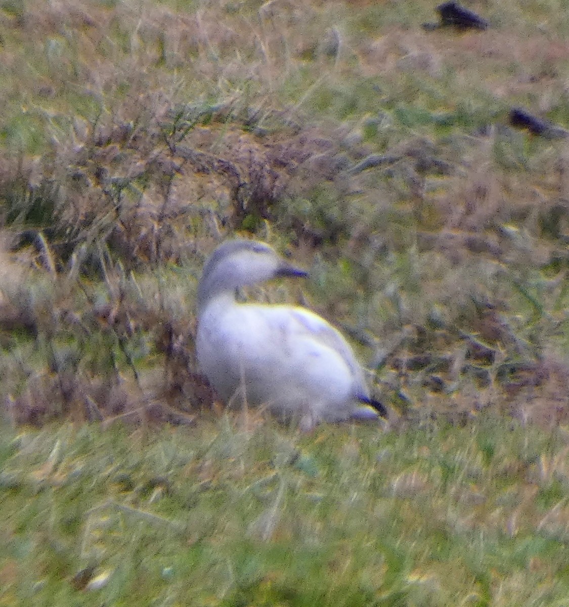 Snow Goose - ML646455173