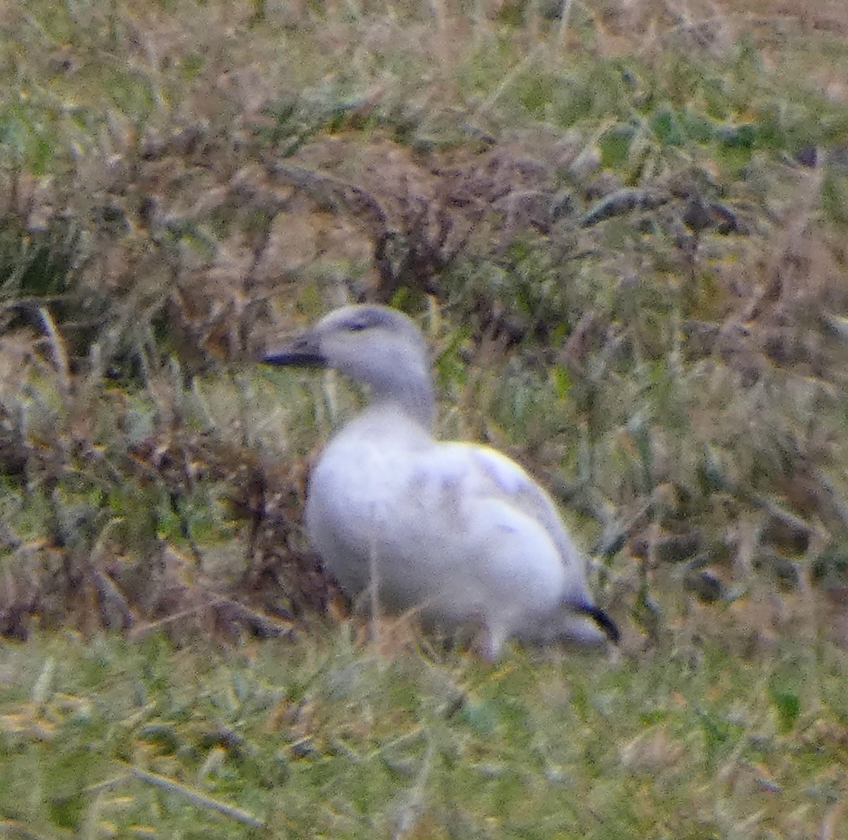 Snow Goose - ML646455174