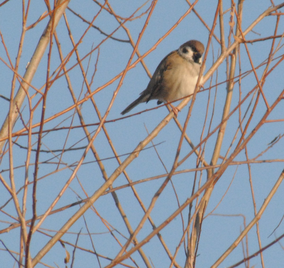 Eurasian Tree Sparrow - ML646455175