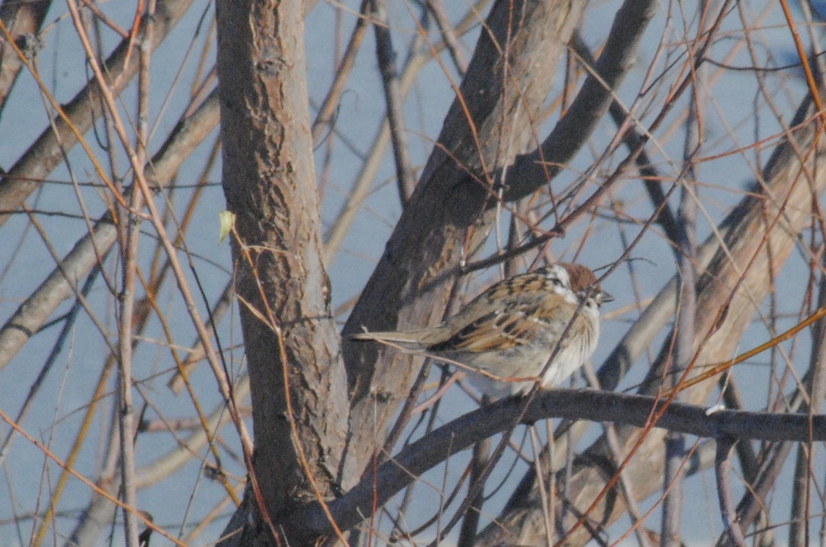 Eurasian Tree Sparrow - ML646455176