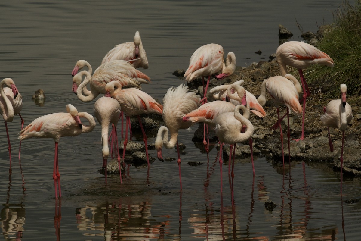 Flamenko handia - ML646455178