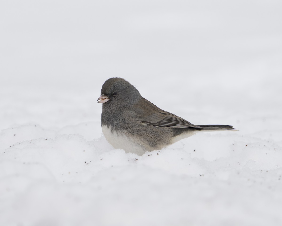 Dark-eyed Junco - ML646455180