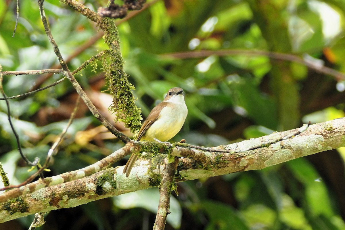 Sulphur-bellied Whistler - ML646455182