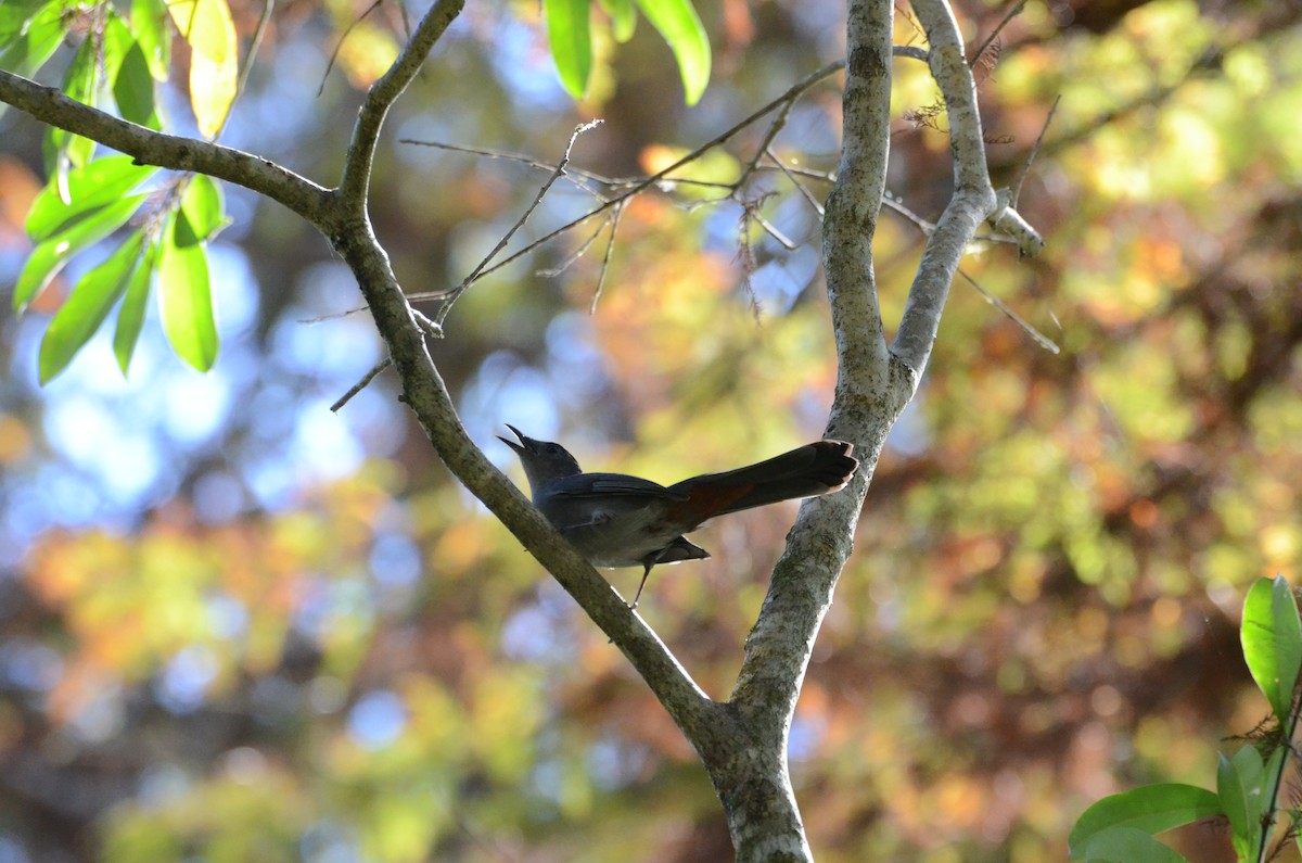 Gray Catbird - ML646455185