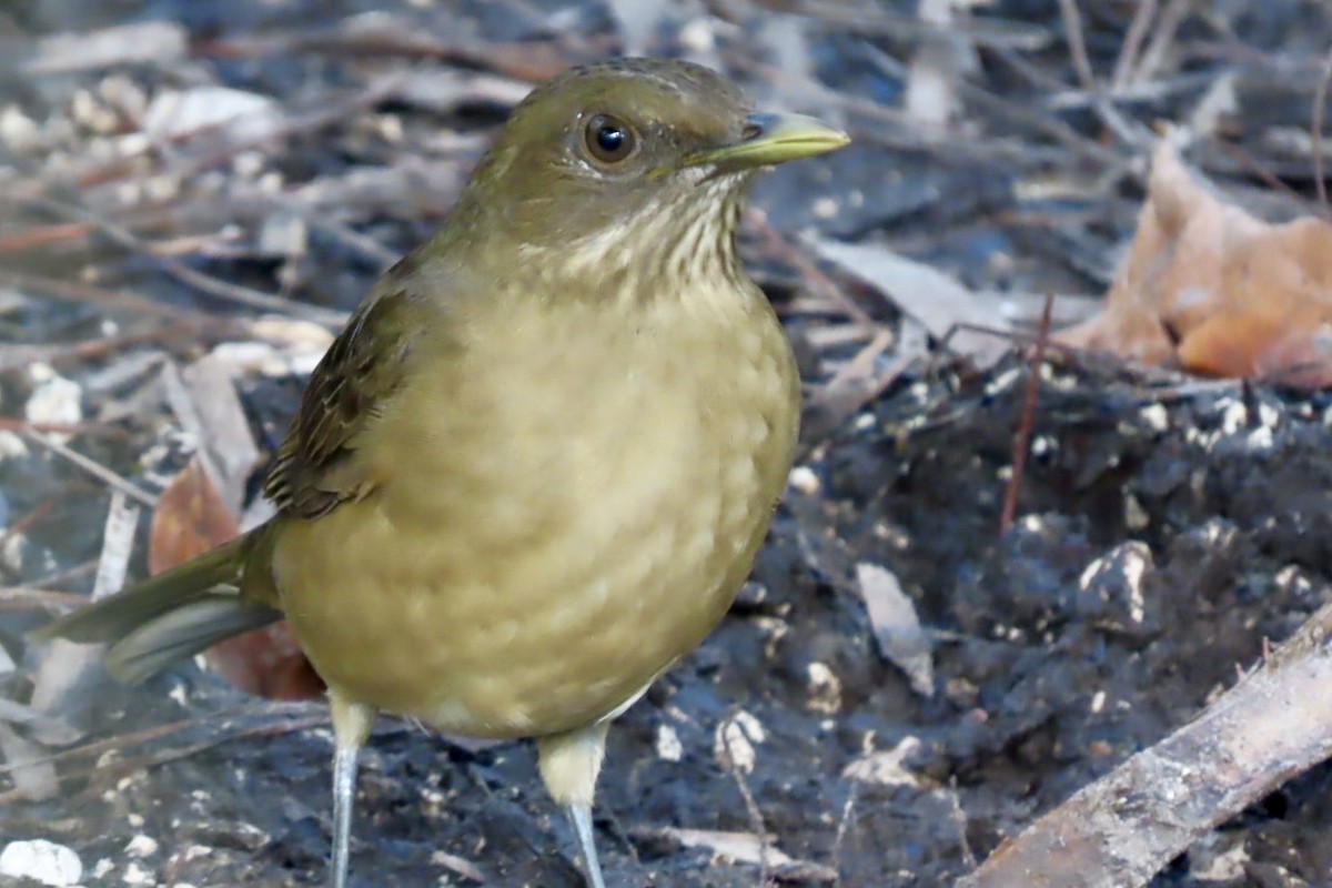 Clay-colored Thrush - ML646455186