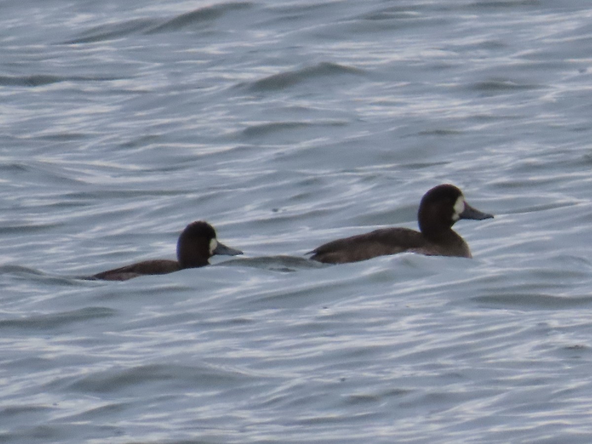 Porrón Bastardo - ML646455191