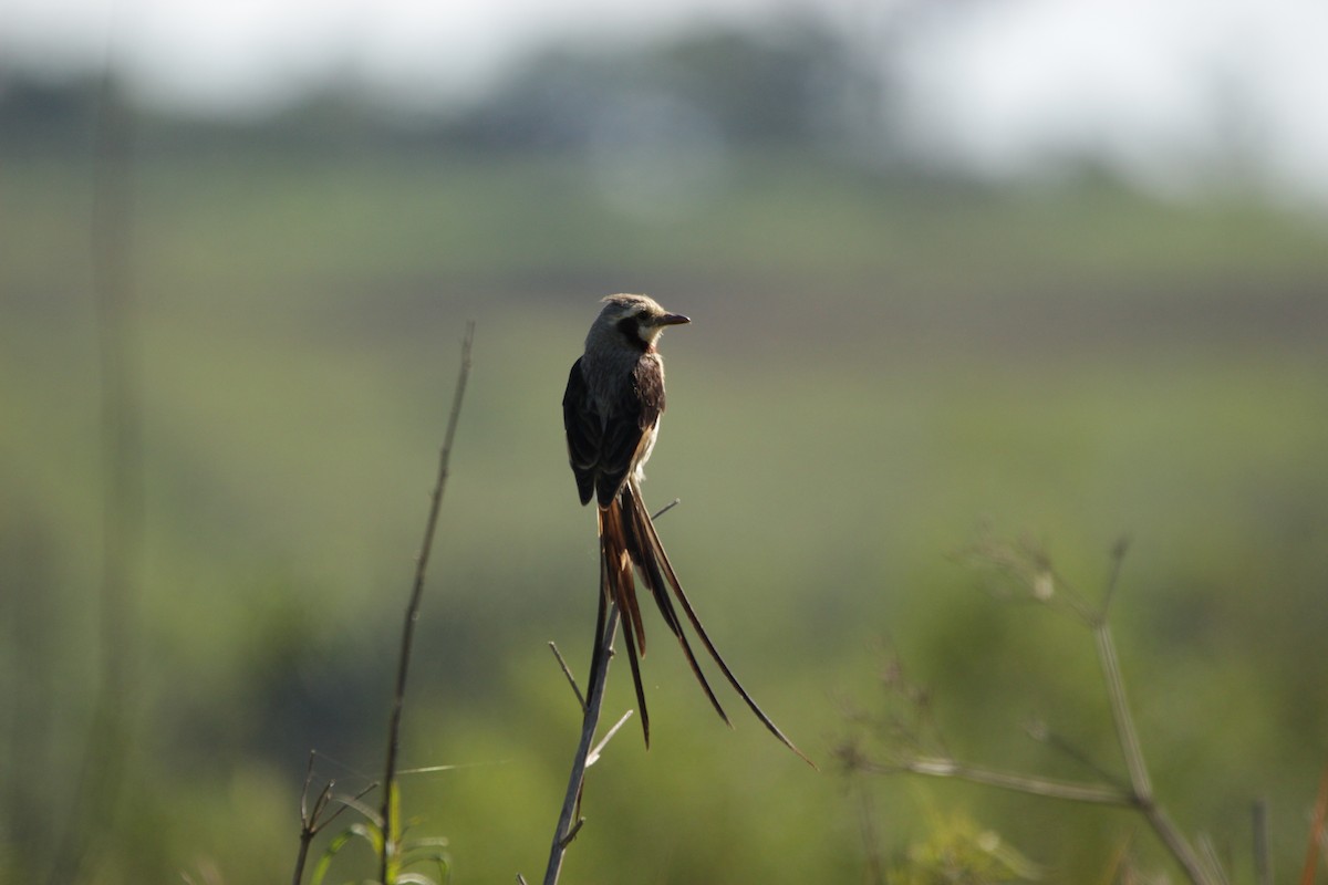 Streamer-tailed Tyrant - ML646455193