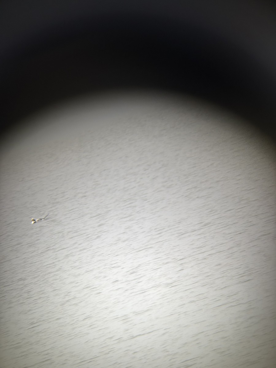 Long-tailed Duck - ML646455194