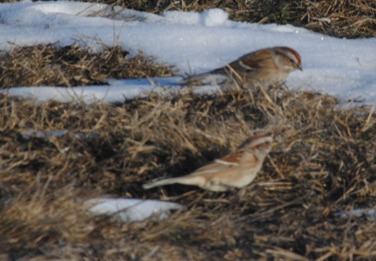 Пасовник північний - ML646455196