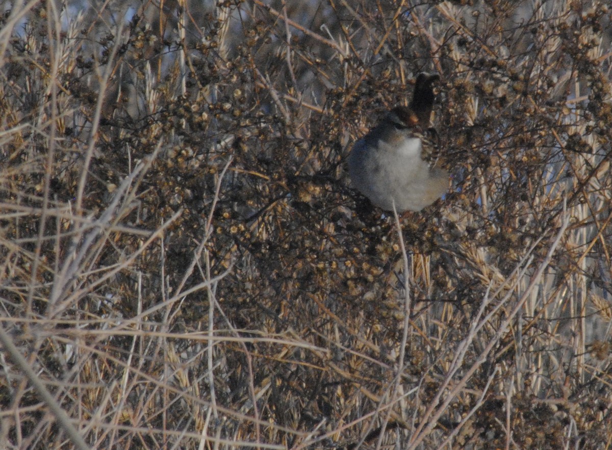 White-crowned Sparrow - ML646455197