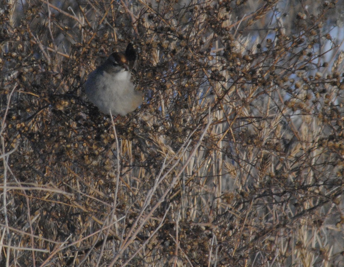 White-crowned Sparrow - ML646455198