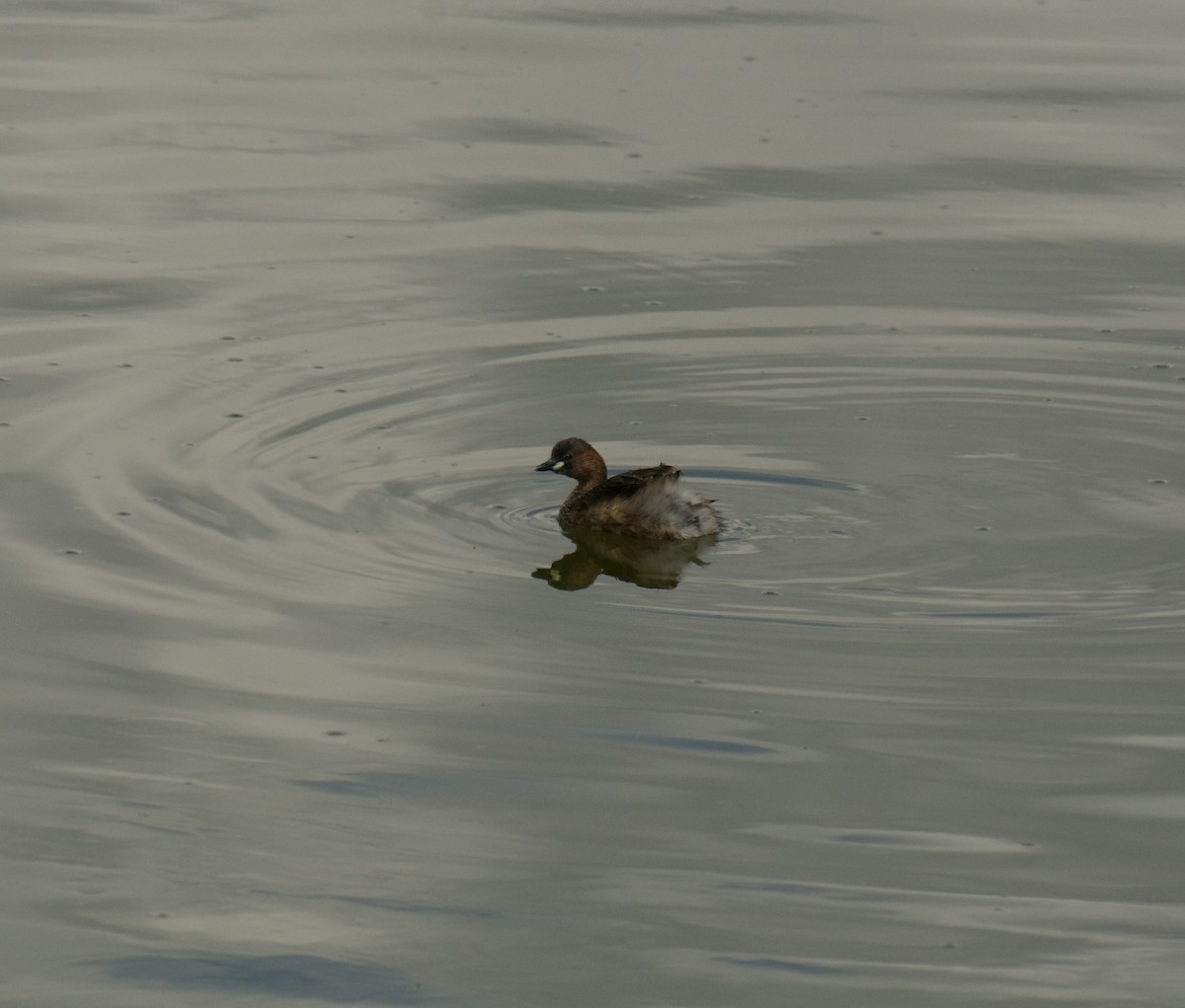 Txilinporta txikia - ML646455201