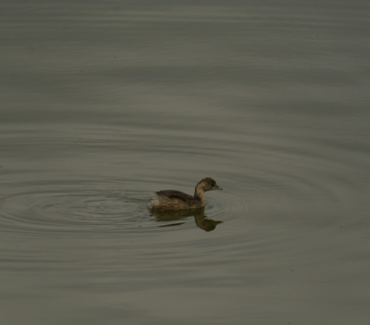 Txilinporta txikia - ML646455202