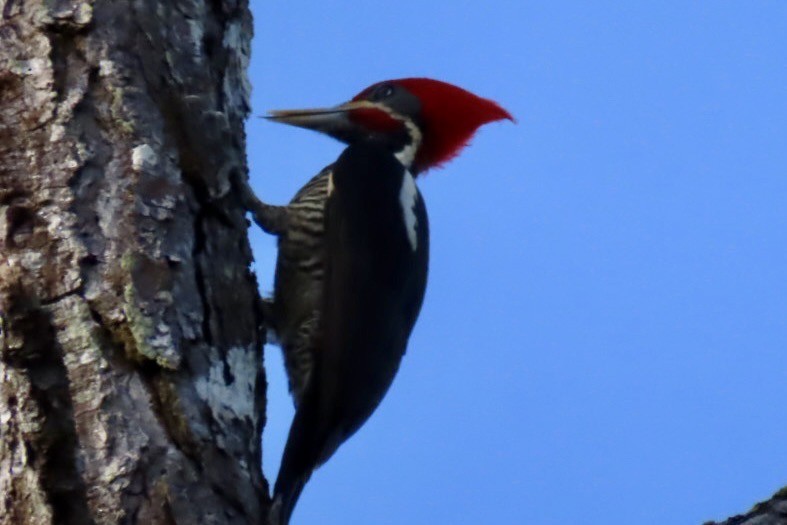 Lineated Woodpecker - ML646455203