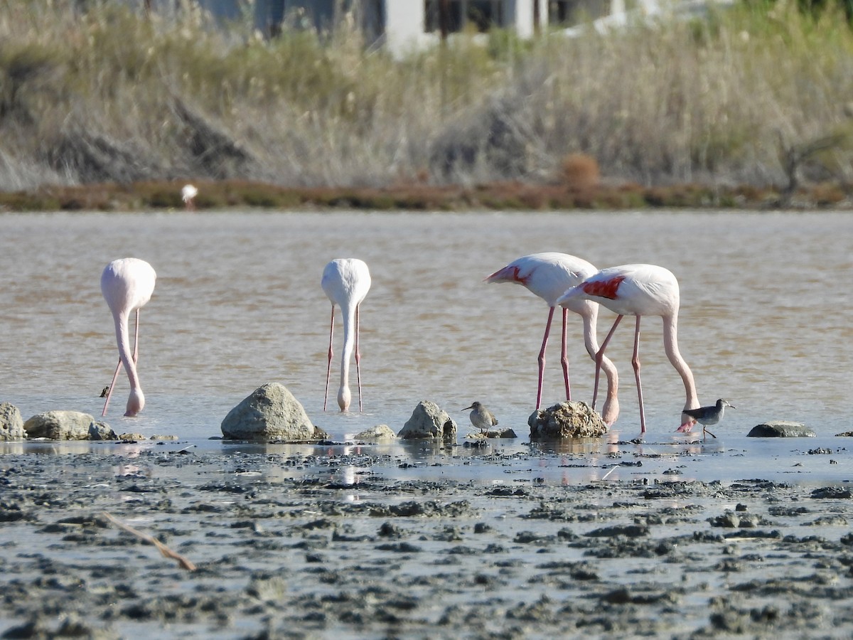 Common Redshank - ML646455207
