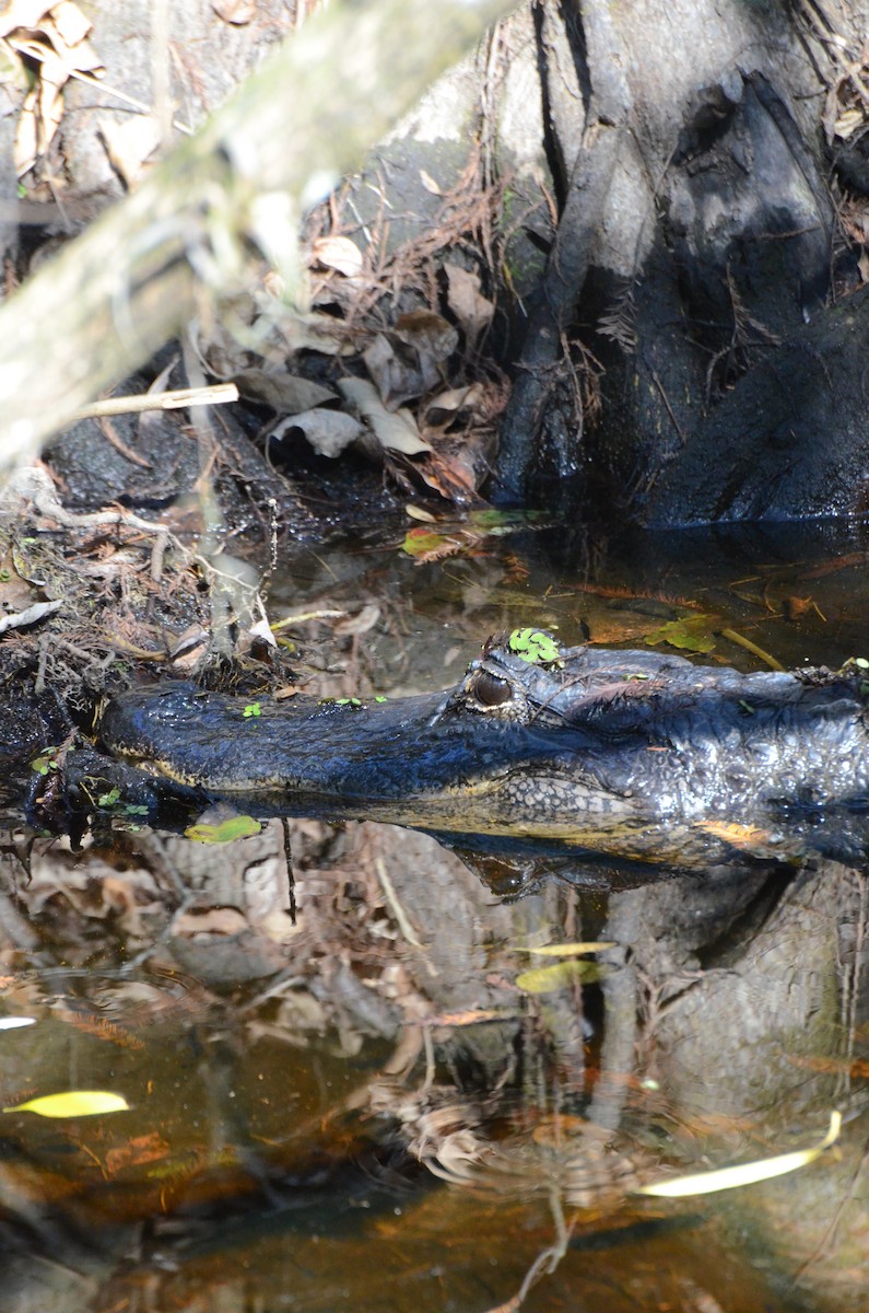 Animals - ML646455208