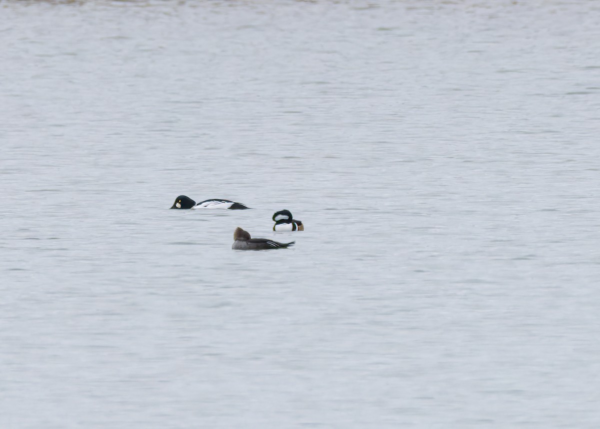 Hooded Merganser - ML646455209