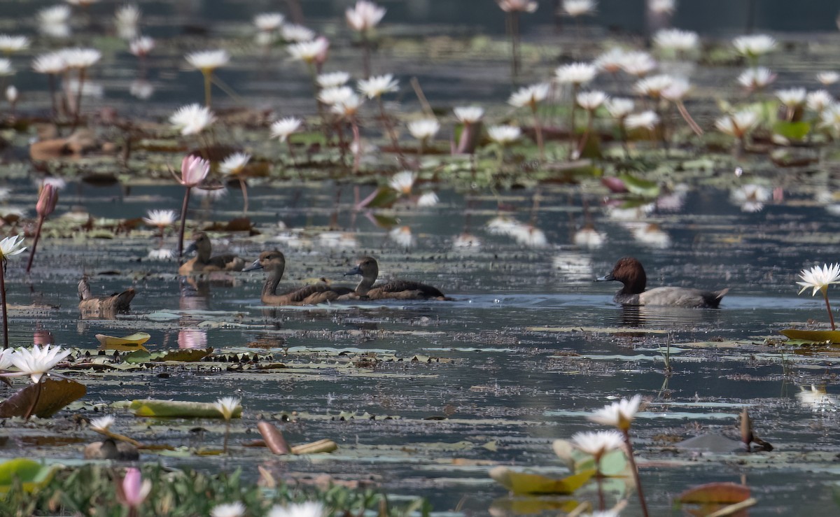 Common Pochard - ML646455210